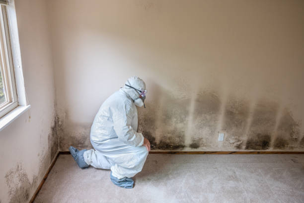 Why You Should Choose Our Mold Remediation Services in Lafayette, CA